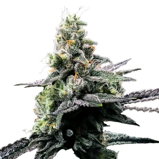 Purple Kosher