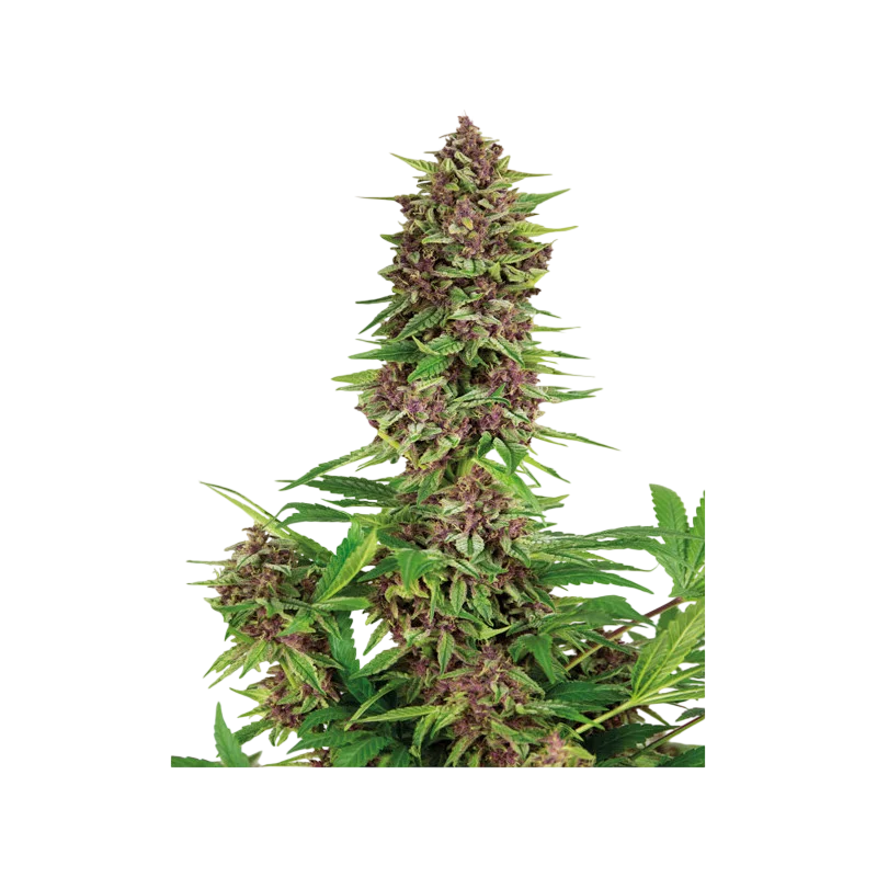Purple Kush – Produktansicht
