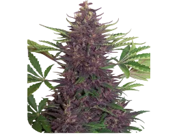 Purple Kush Auto – Produktansicht
