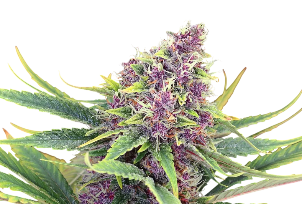 Purple Kush – Produktansicht