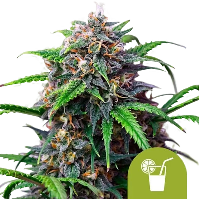Purple Lemonade Auto | AUTOFEM | Royal Queen Seeds