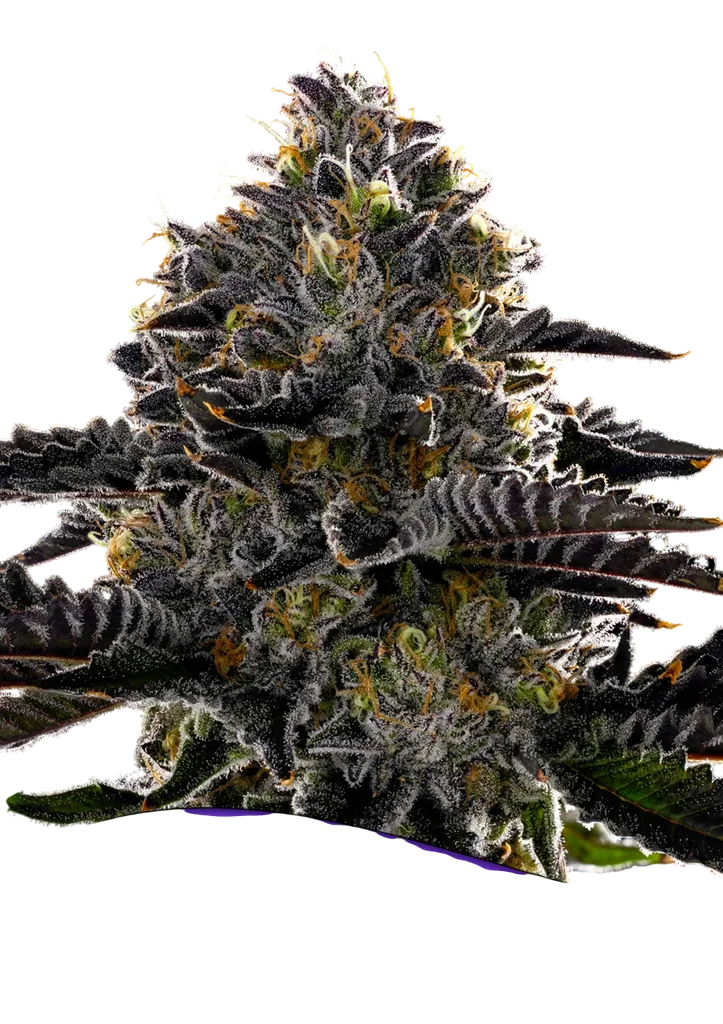 Purple Lobster – Produktansicht