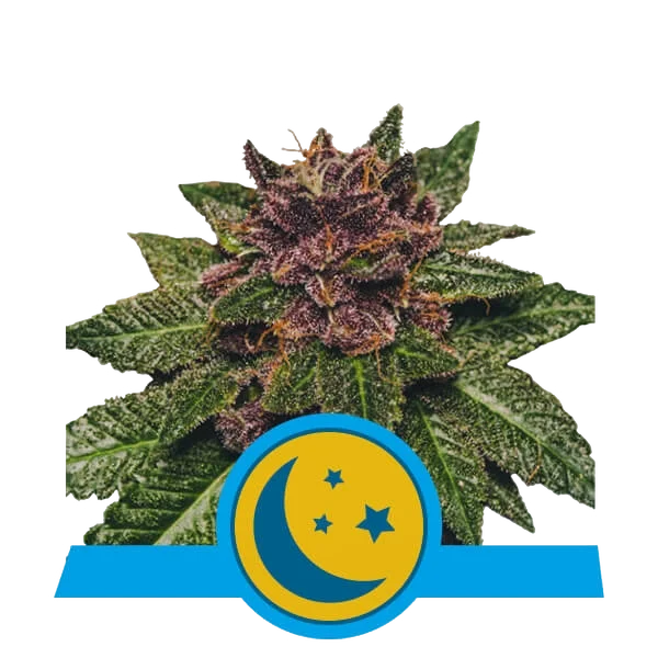 Purplematic CBD Auto – Produktansicht
