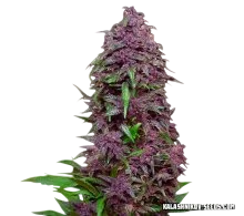 Purple Mazar Auto – Produktansicht