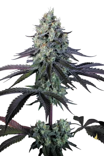 Purple Mints