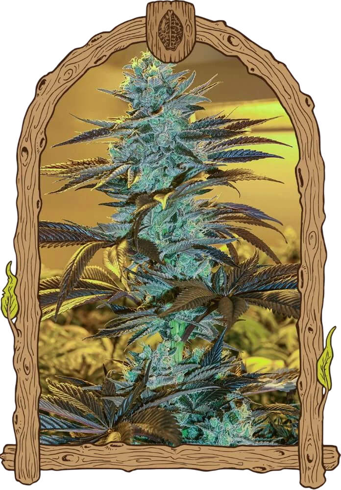 Purple Monkey Auto | AUTOFEM | Exotic Seed