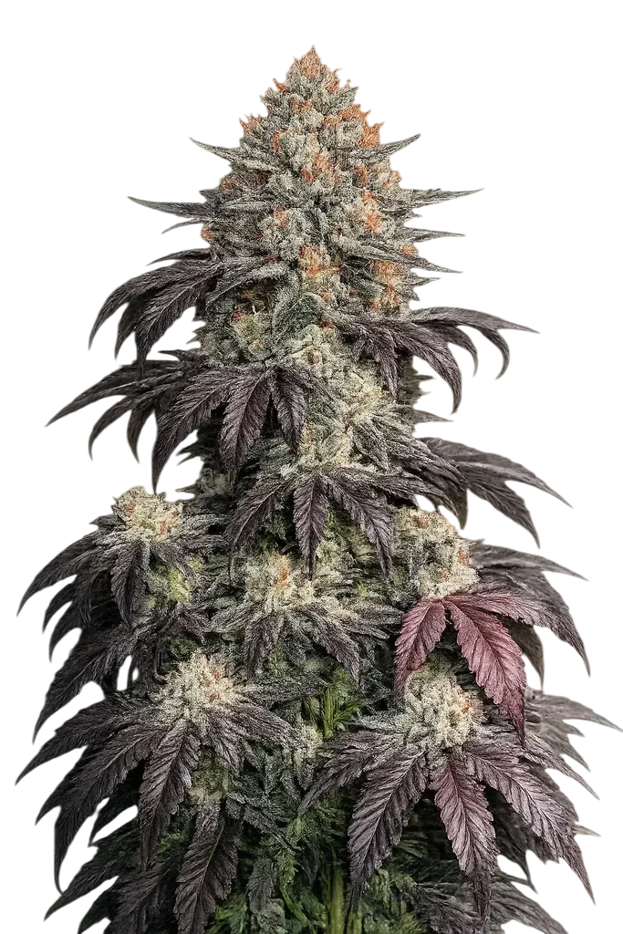 Black Kush | PHOTOFEM | Cali Connection