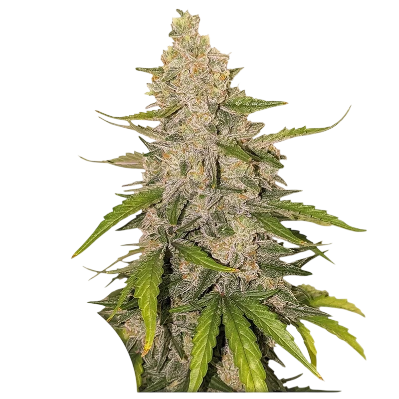 Purple OG Punch Auto – Produktansicht