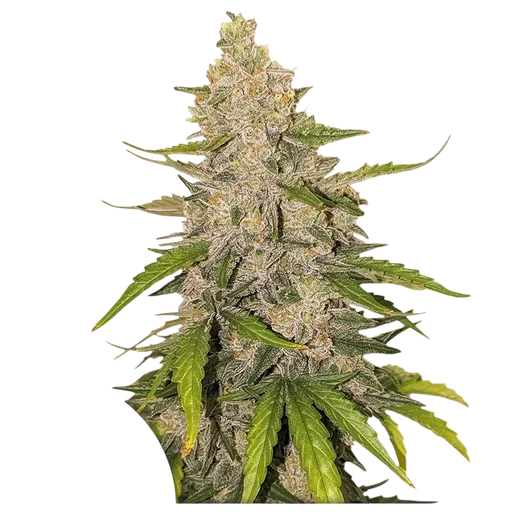 Purple OG Punch Auto