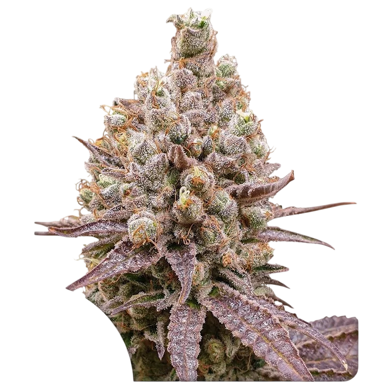 Purple OG Punch – Produktansicht