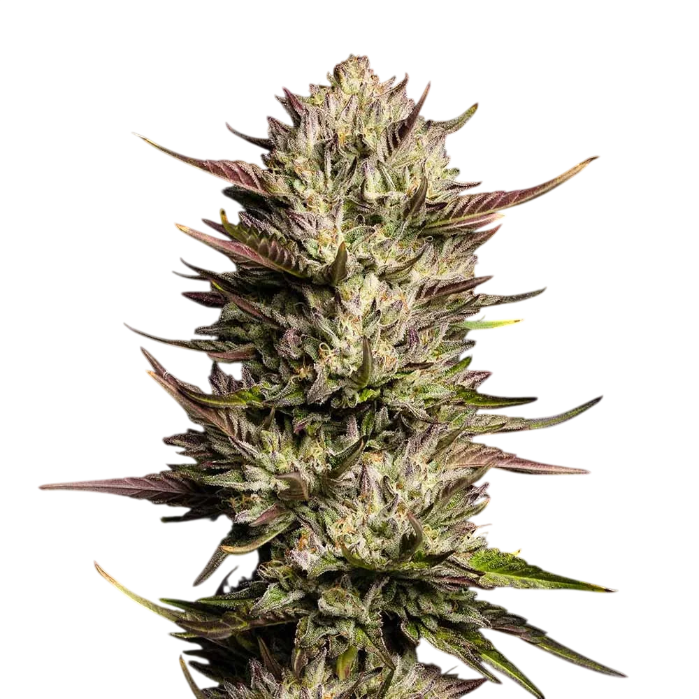 Purple Oreoz F1 – Produktansicht