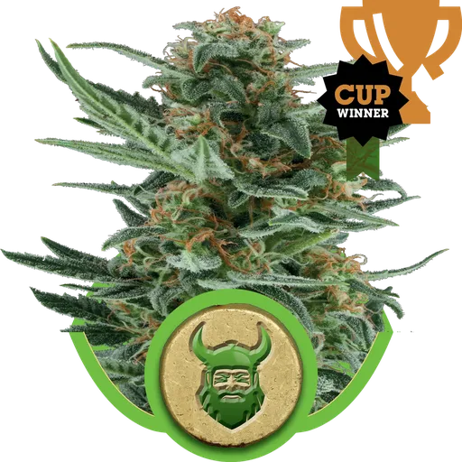 Royal Dwarf Auto