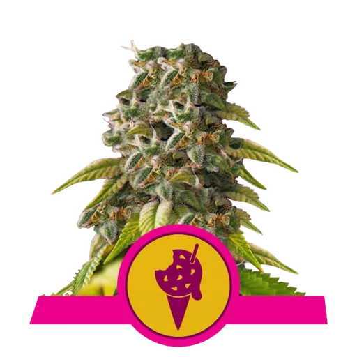 Cookies Gelato
