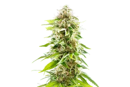 Cookies Haze