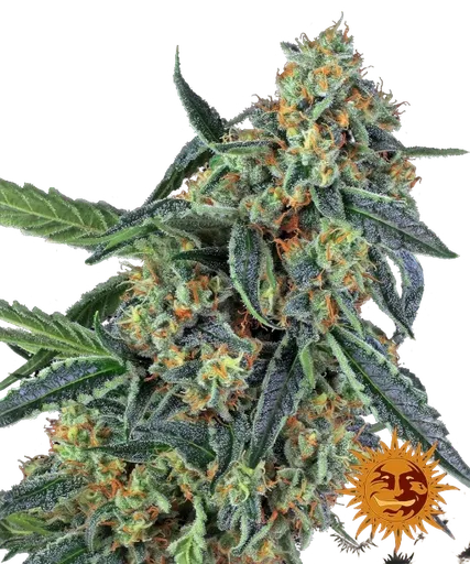 Cookies Kush