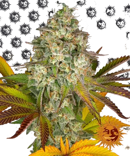 Cookies Kush