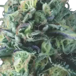 Cookies USA Auto