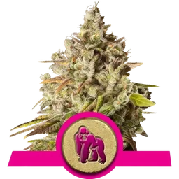 Royal Gorilla