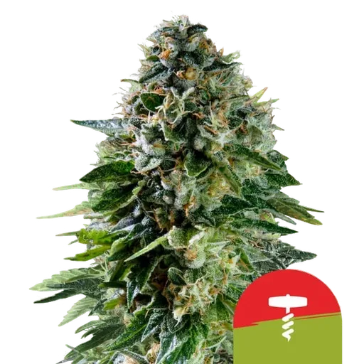 Corkscrew Auto