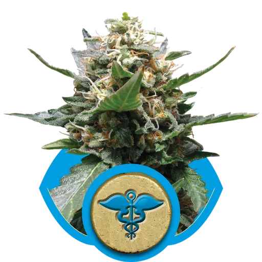Royal Medic CBD