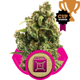 Sour Diesel