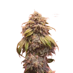 Creme de la Chem Auto