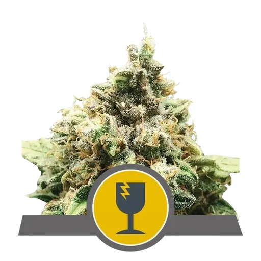 Critical