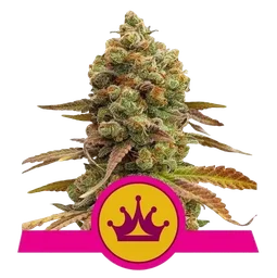 Skunk XL