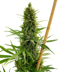 Critical Haze