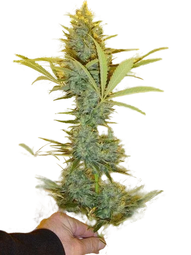 Critical Haze