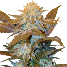 Critical Hog