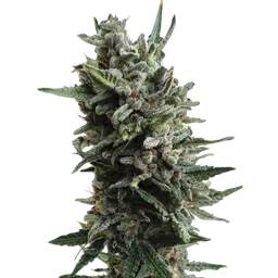 Critical Hog Auto