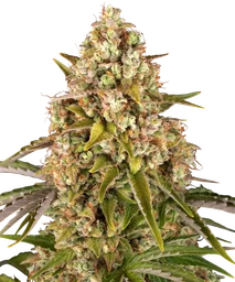 Critical Kush Auto