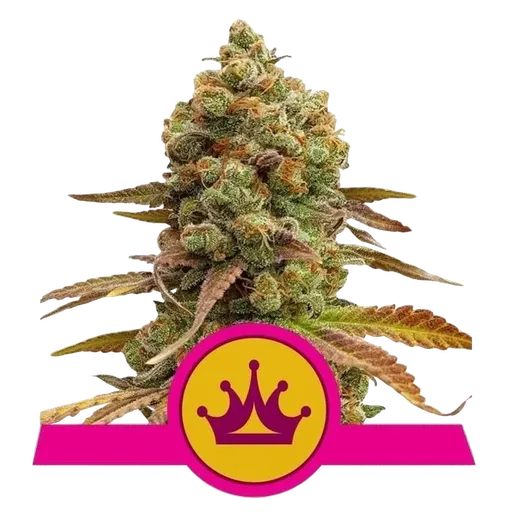 Special Queen #1