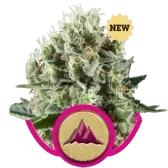 Critical Kush