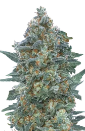 Critical Lemon CBD Auto