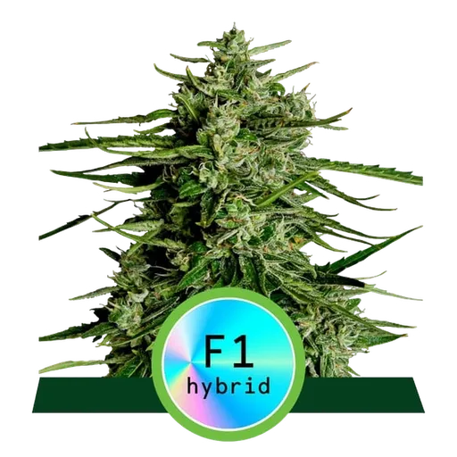 Titan F1 Auto