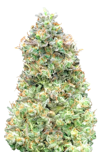 Critical Mass FAST