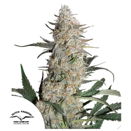 Critical Orange Punch