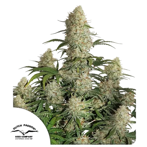 Critical Orange Punch
