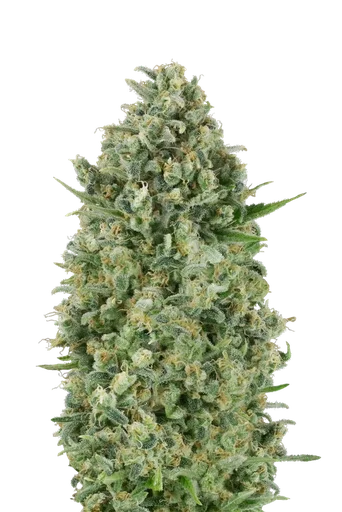 Critical Poison