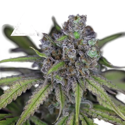 Critical Purple Kush