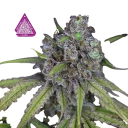 Critical Purple Kush