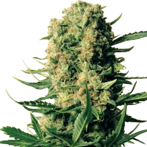 Critical Skunk
