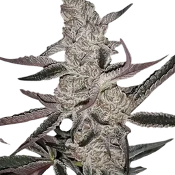 Crystal Cookies V2