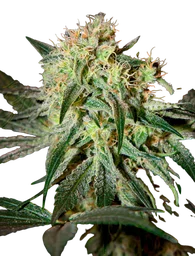 Damn Sour