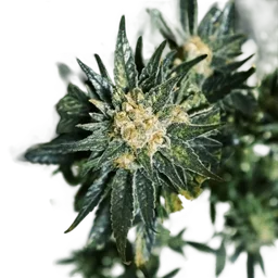 DC Kush