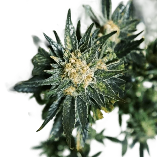 DC Kush