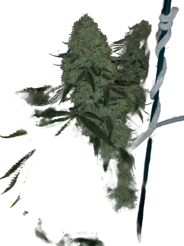 Deadhead OG