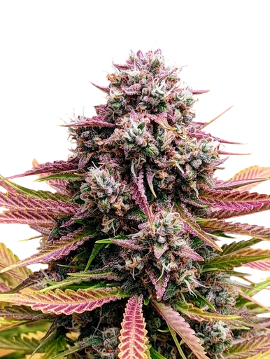 Deez Nuggs Auto